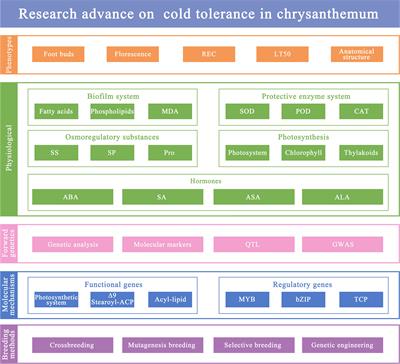 Research advance on cold tolerance in chrysanthemum